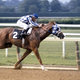 Illustration for article titled Greatest Thoroughbred Horses Of All Time